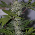 Black Domina od Sensi Seeds na Cannapedia.cz