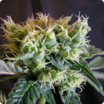 Black Domina od Sensi Seeds na Cannapedia.cz and more than 900 other strains 