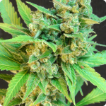 Cannapedia: marihuana strain Bruce Lee by seedbank Kannabia