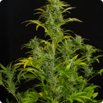 Weed strain encyklopedia Cannapedia.cz presents Blue Amnesia XXL Auto by Dinafem seedbank