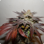 Cannapedia: Weed strain Canadian Kush