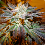 Medical Seeds Canadian Kush marihana semena