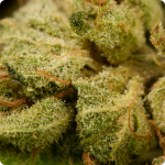 amnesia strain amsterdam amnesia strain amsterdam