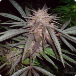 Livery weed strain by Seedbok and many more on Cannapedia.cz