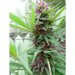 Hybrids from Hell and their Erdpurt cannabis strain on Cannapedia strain database