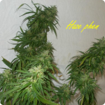 Autoflower Haze by Seedbook on Cannapedia.cz