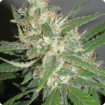 _Marijuana strain Amazing Haze by Homegrown Fantaseeds on Cannapedia strain encyklopedia