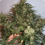 Cult weed strain Jack Herer on Cannapedia