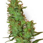 Cannapedia.cz: odrůda marihuany Jack Herer od Sensi Seeds