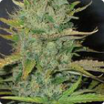 Marijuana seeds Afghani by Homegrown Fantaseeds see more on Cannapedia.cz