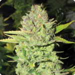 Best of Marihuana link to sperm to sperm link Marihuana