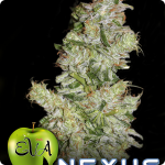 Nexus by Eva Seeds Cannapedia