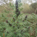 Cannapedia.cz: Livery cannabis strain by Seedbok 