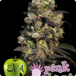 Pink Plant by Eva Seeds is Pink! Cannapedia.cz