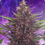 Odrůda konopí Purple Kush od Buddha Seeds na Cannapedia.cz