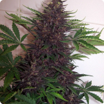 Check loads of cannabis strains on Cannapedia.cz, this beautyfull bud is Purple Kush by Buddha Seeds