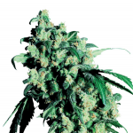 Cannapedia.cz: Super Skunk Auto od Sensi Seeds