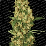 Wappa is great strain produced by Dutch seedbank Paradise Seeds, see more on Cannapedia.cz