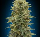 Auto Afghan Mass by 00 Seeds