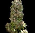 Great marijuana strain White spanish by VIP Seeds - Cannapedia - Výborná odrůda marijuany White Spanish od VIP Seeds