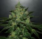 Cannapedia: Critical Jack Herer auto od seedbanky Delicious Seeds