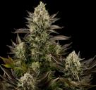 Cannapedia: White Widow nebol Bílá vdova: legendární odrůda konopí