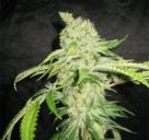 Auto Northern Lights by Pyramid Seeds on Cannapedia