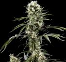 Cannapedia.cz: Super Lemon Haze od Green House Seeds skvělá odrůda konopí