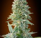 Auto Jack Herer by Advanced Seeds