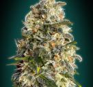 Heavy Bud by Advanced Seeds