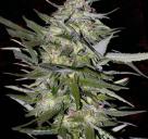 Jack Plant by Advanced Seeds