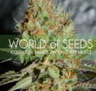 Afghani Kush Special od World of Seeds na Cannapedia.cz