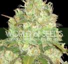 Cannapedia: Afghan Kush x Yumbolt konopná odrůda od World of Seeds