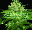 Afghan Kush od World of Seeds a další konopné odrůdy na Cannapedia.cz