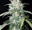 AK Full Auto by Sumo Seeds