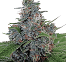 Cannapedia.cz: Auto Blue Amnesia od Ministry of Cannabis