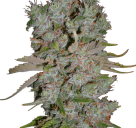 Cannapedia.cz: Auto Blueberry Domina od Ministry of Cannabis