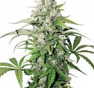 Auto Cinderella Jack® by Dutch Passion