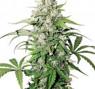 Auto Cinderella Jack® by Dutch Passion