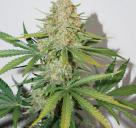 Auto Glueberry O.G.® by Dutch Passion