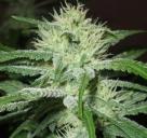 Auto Speed Bud by Female Seeds