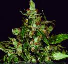 Auto Widow od CBD Seeds na webu Cannapedia.cz