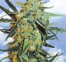 Cannapedia.cz: Blueberry Sknuk od Flying Dutchman seedbanky