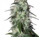 Buddha Seeds - Pulsar