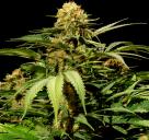 Cannapedia strain database: Bullshark by Bulldog Seeds seedbank