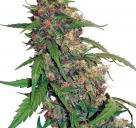 CBD Auto Compassion Lime® by Dutch Passion