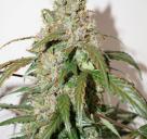 CBD Auto White Widow® by Dutch Passion