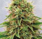 CBD Medi Kush by Spliff Seeds