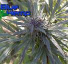 Dark Kush od Blue hemp / Cannapedia.cz konopná encyklopedia / Cannapedia.cz strain encyklopedia / Dark Kush marijuana by Blue Hemp seedbank