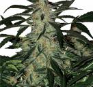 Cannapedia.cz: Deimons od Buddha Seeds / Deimons by Buddha Seeds seedbank